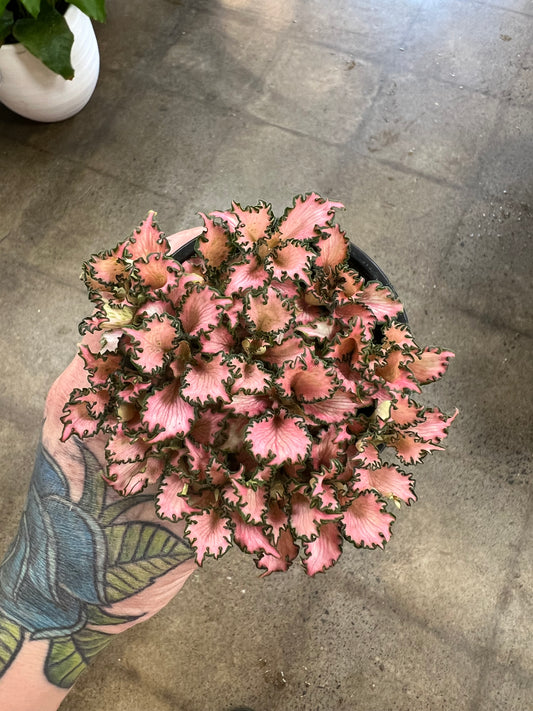 Fittonia Pink Anne