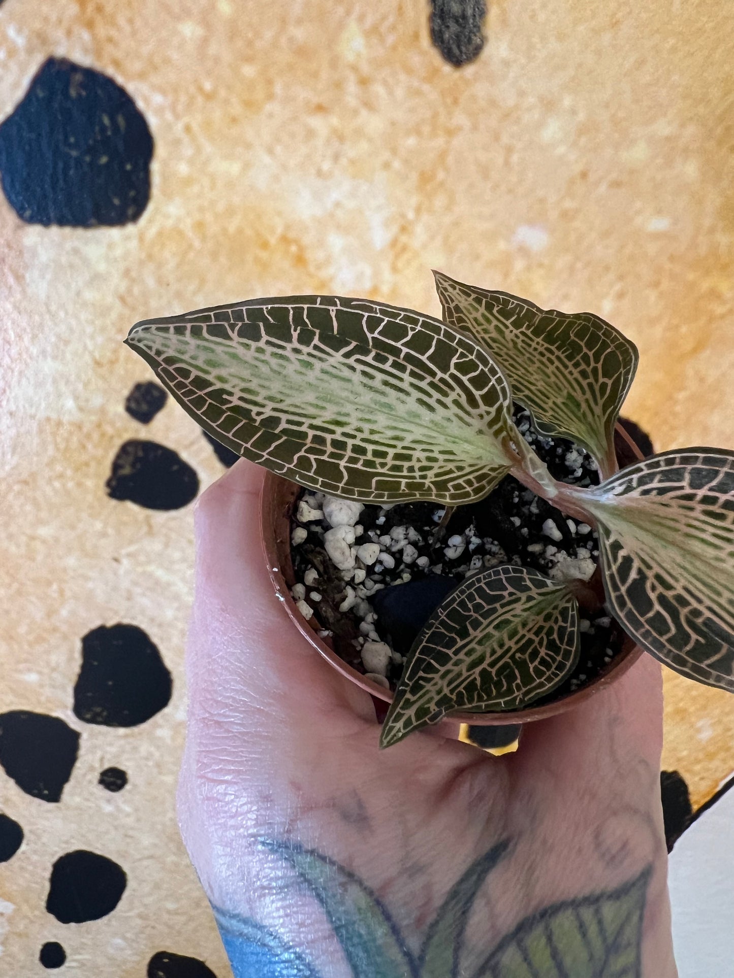 Jewel Orchid Goodyera Rostellata