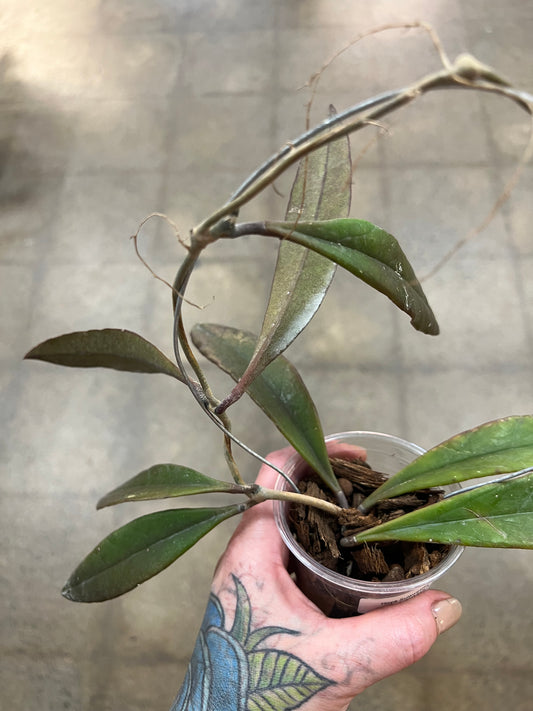 Hoya Sulawesiana