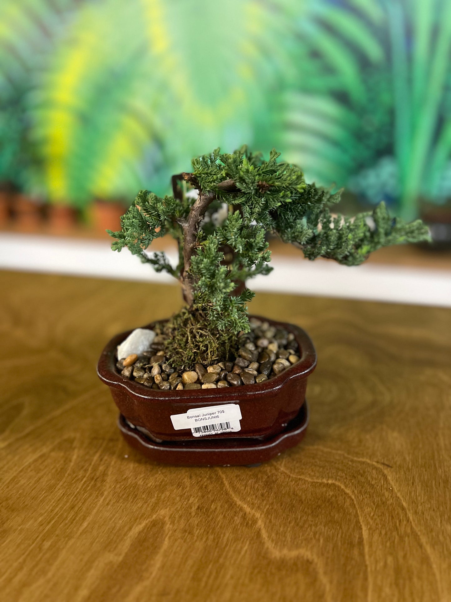 Bonsaï Juniper