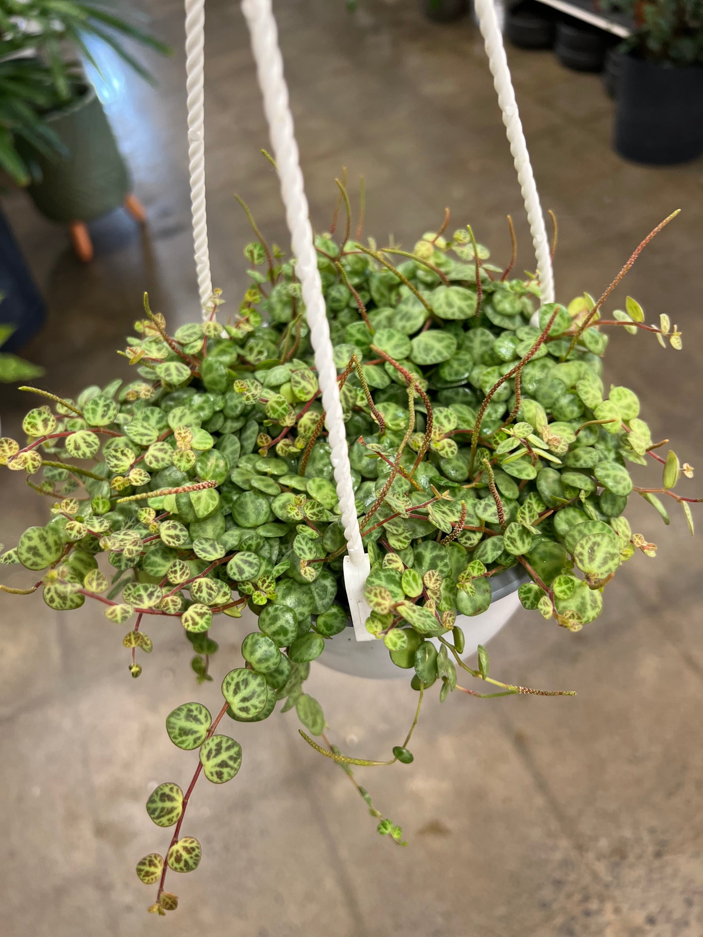 Peperomia Prostrata