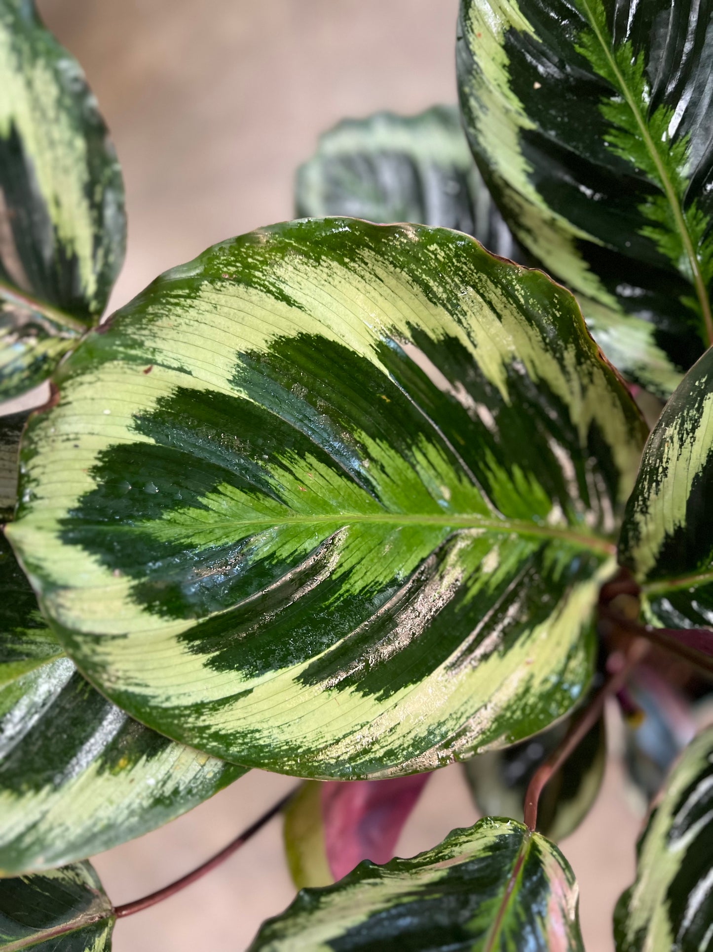 Calathea Medallion