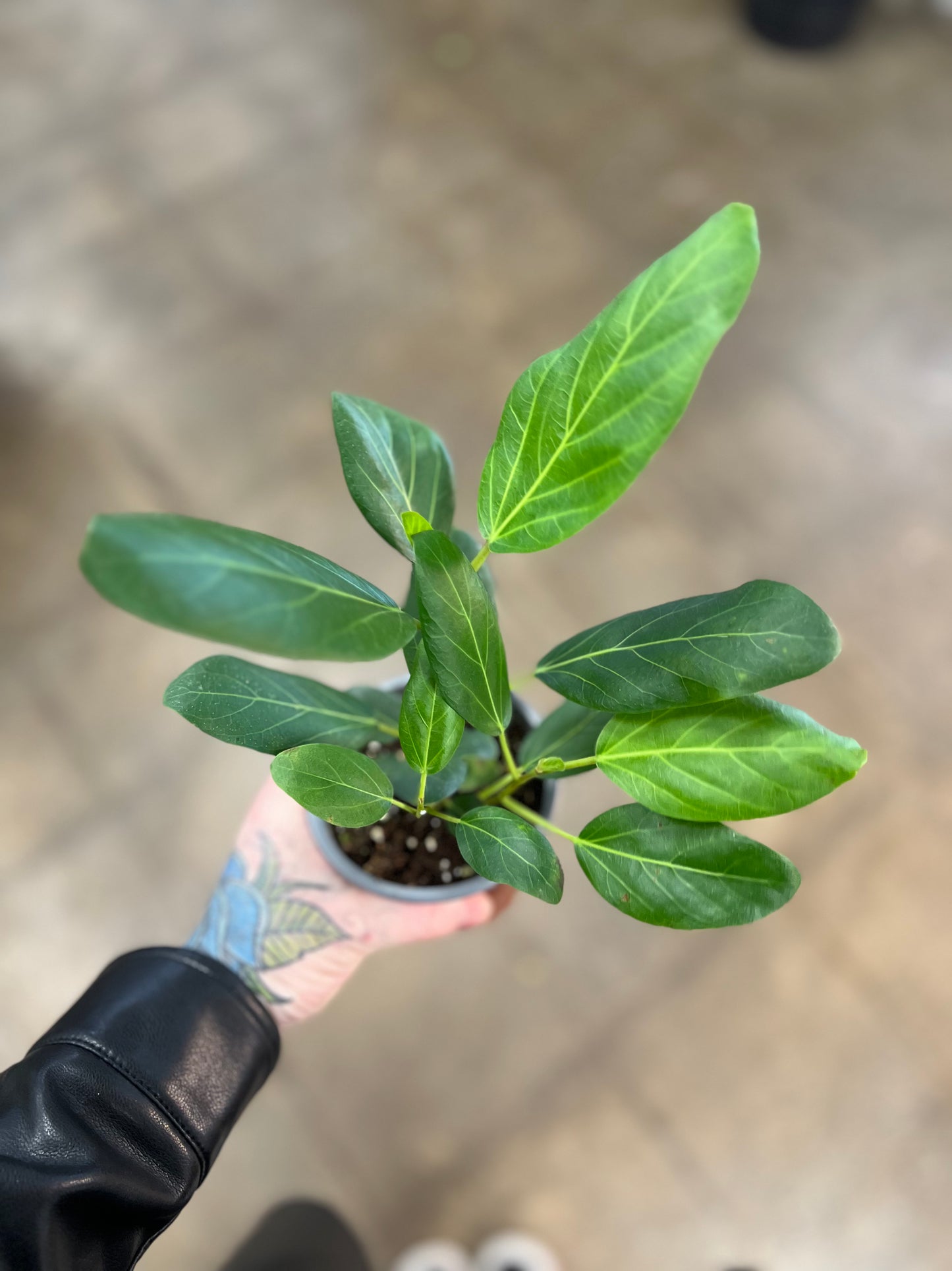 Ficus Audrey