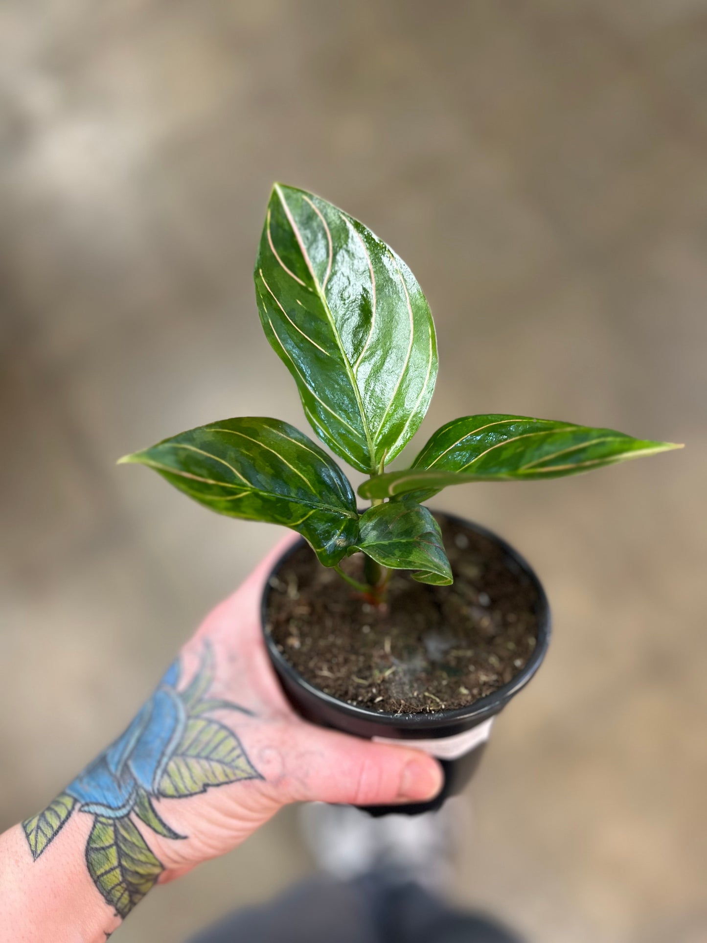 Aglaonema Red Army