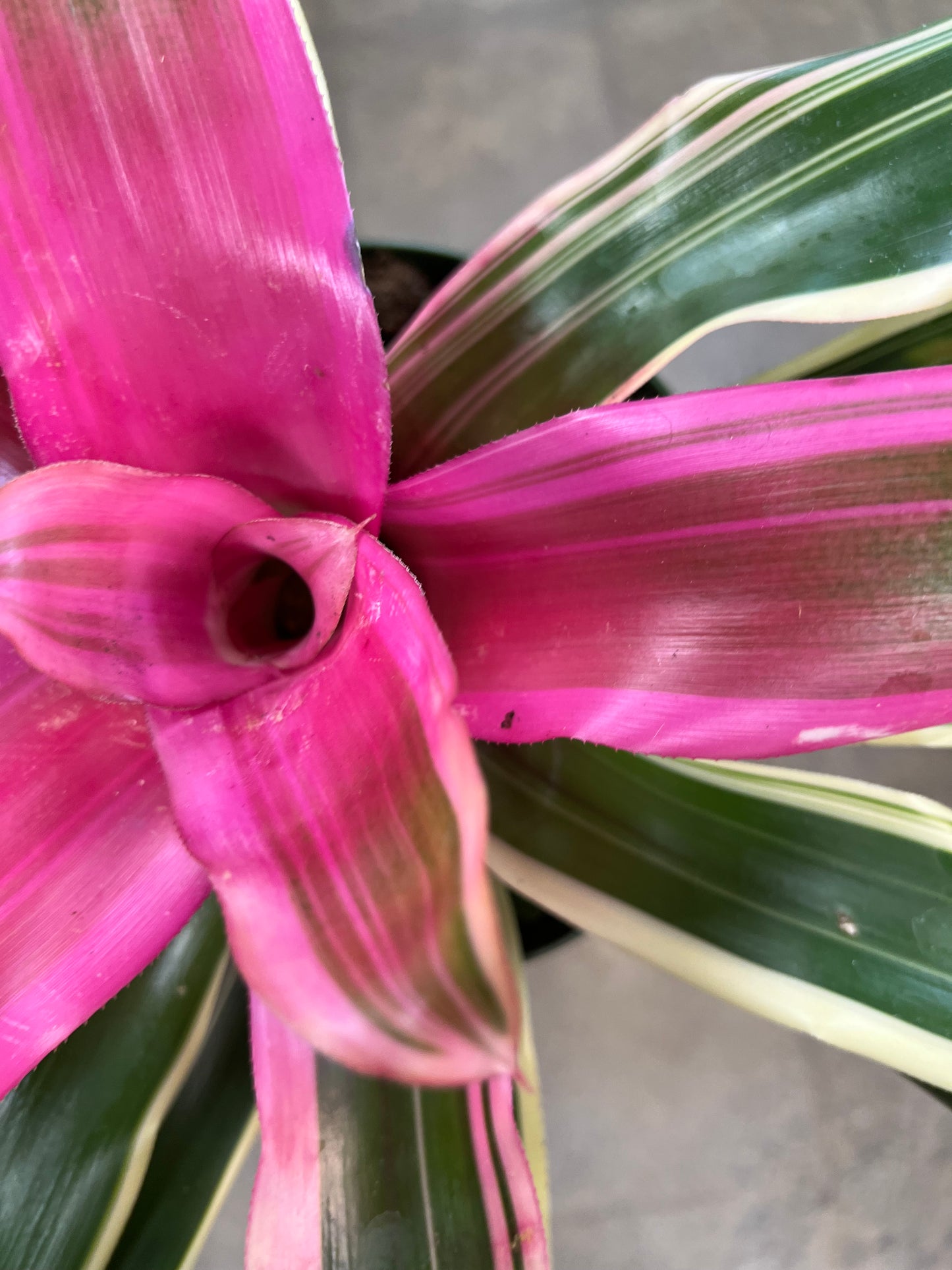 Bromelia Neoregelia Asst.