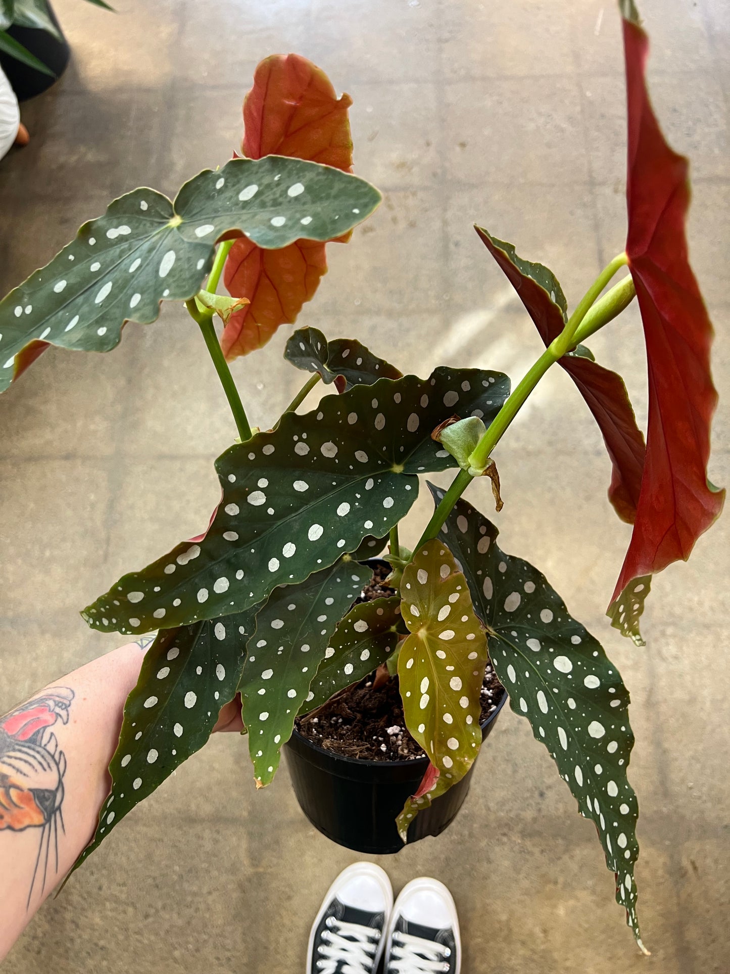 Begonia Maculata