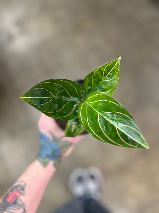 Aglaonema Red Army