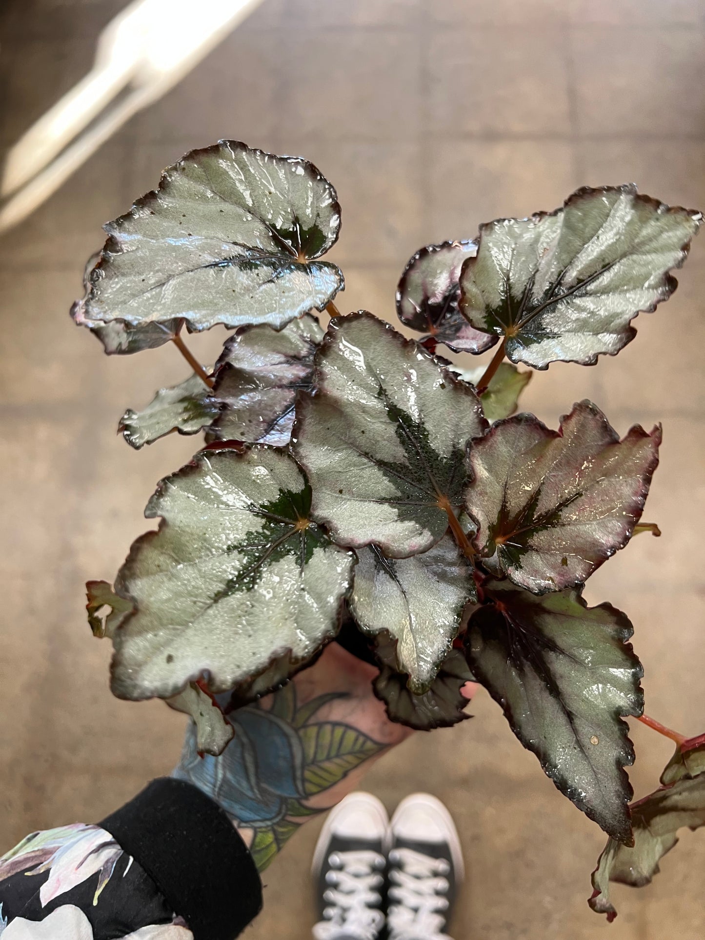 Begonia Foliage Rex