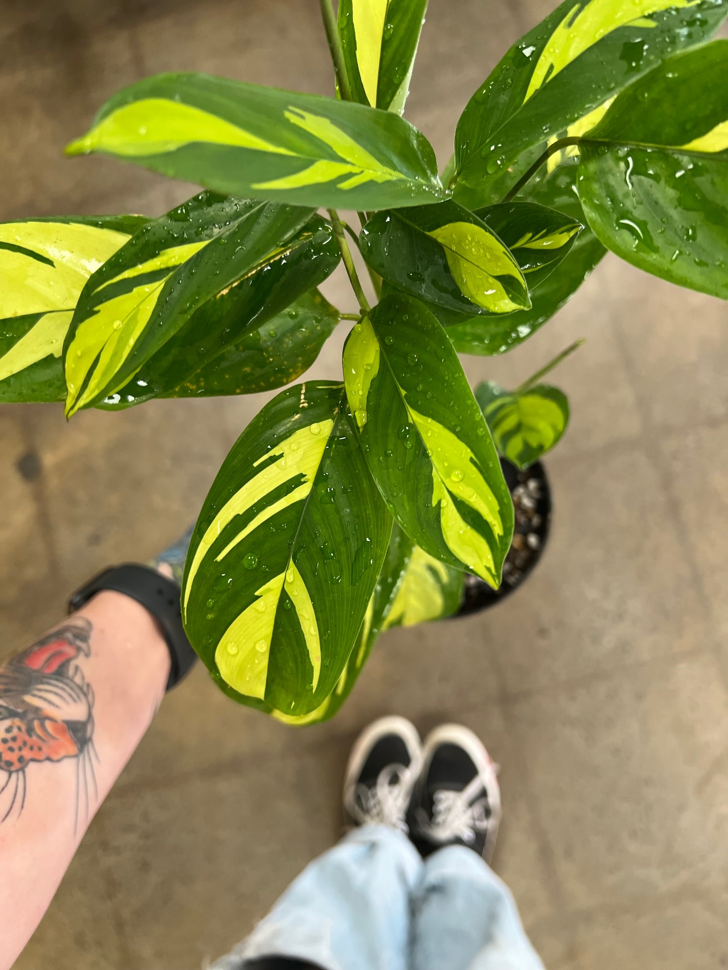 Calathea Pilosa