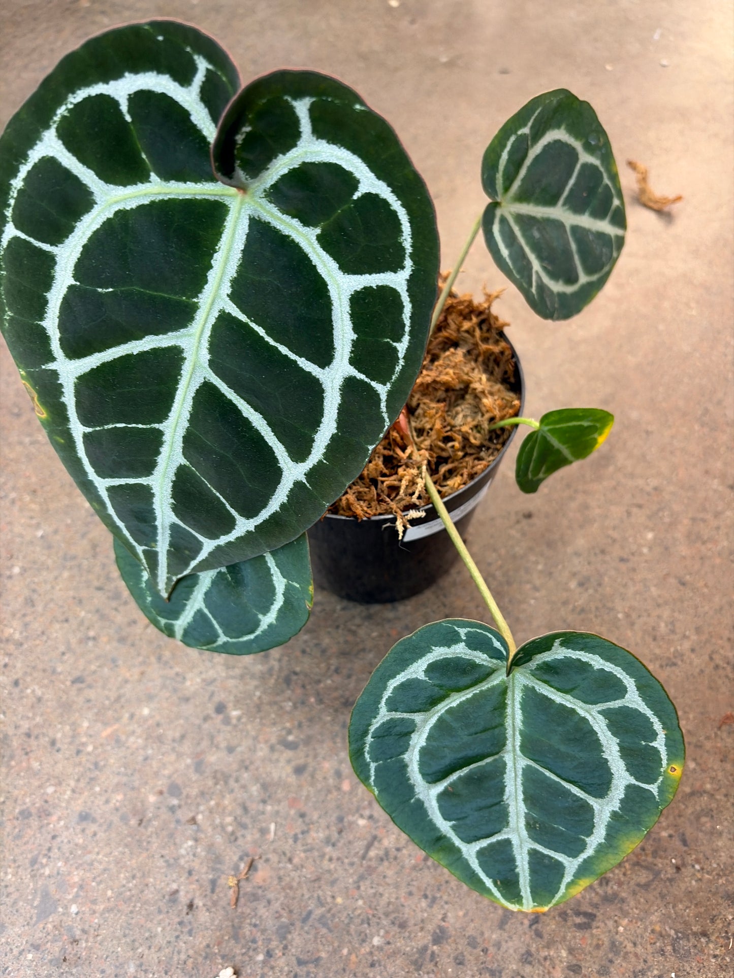 Anthurium tezula red crystal X crystal super silver
