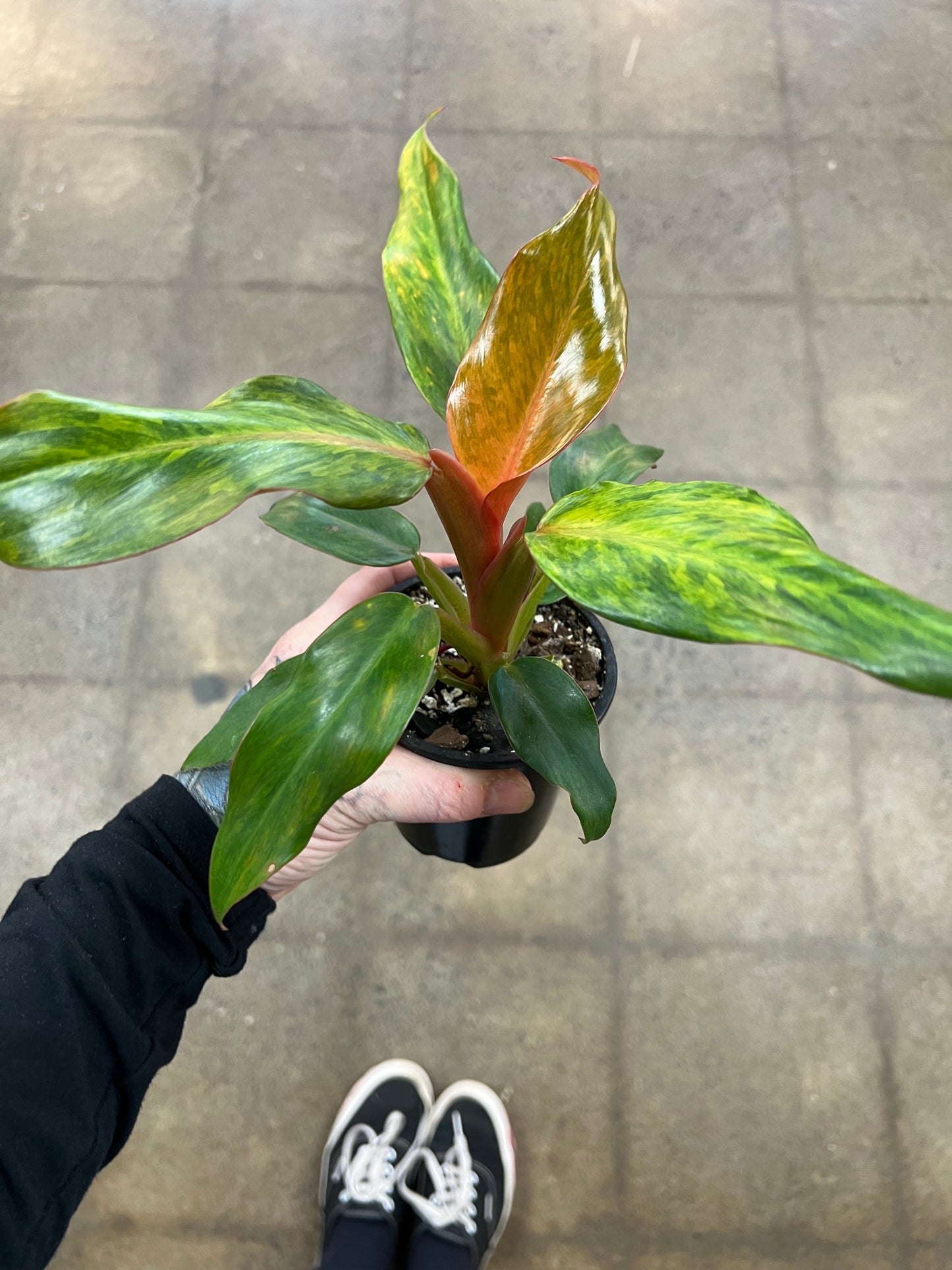 Philodendron Quad Color