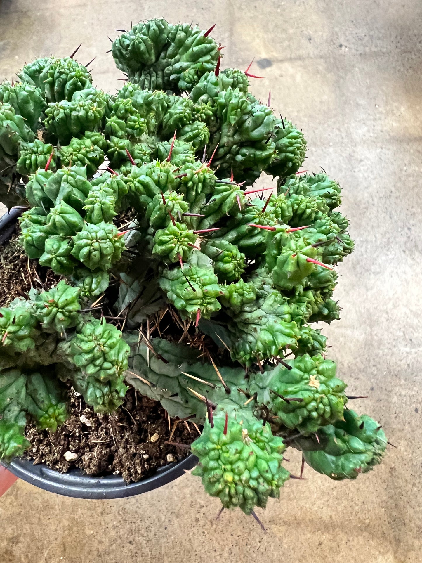 Euphorbia Enopla
