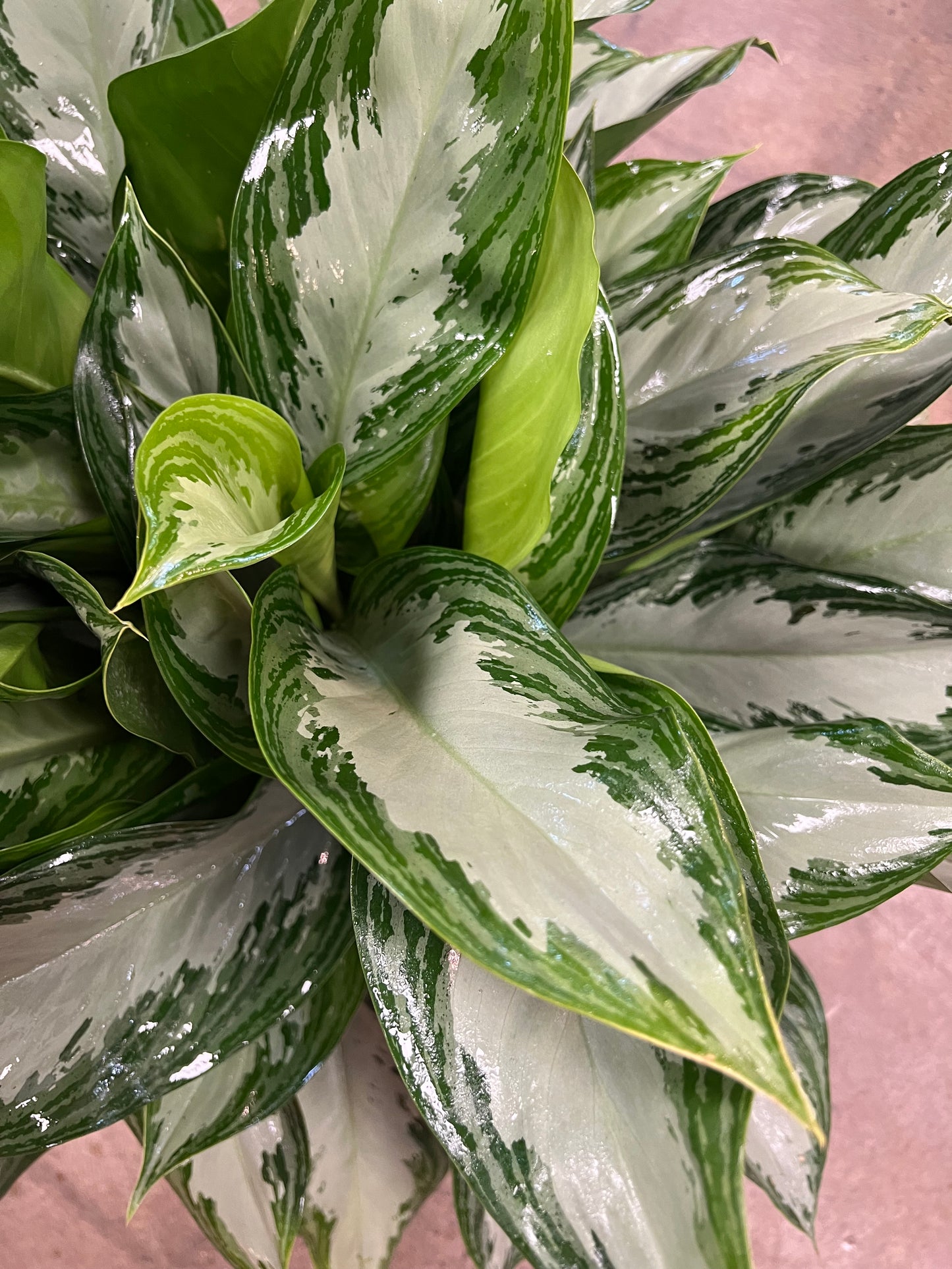 Aglaonema Silver Bay