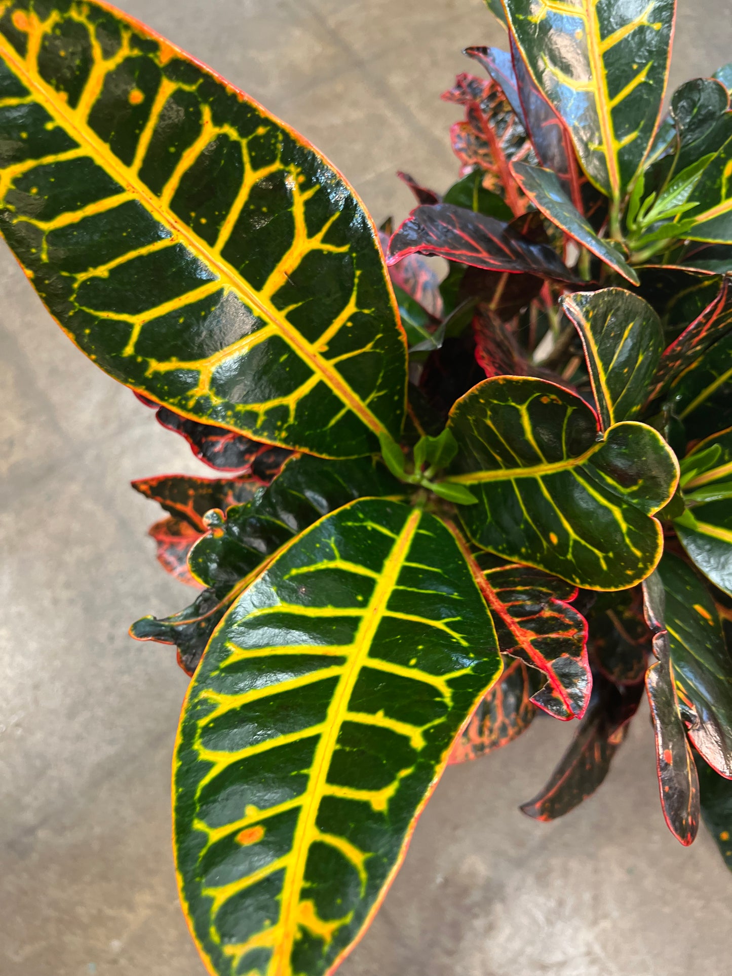 Croton Petra