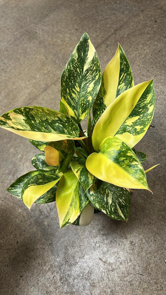 Philodendron Green Congo Nuclear