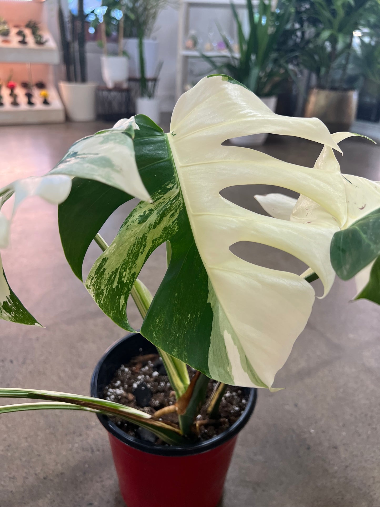 Monstera Albo #21