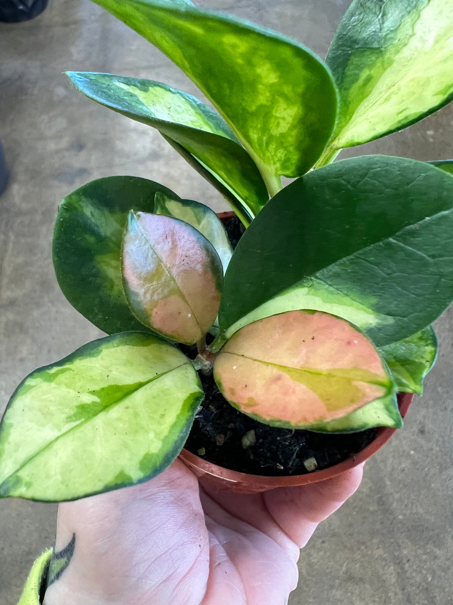 Hoya Australis Lisa