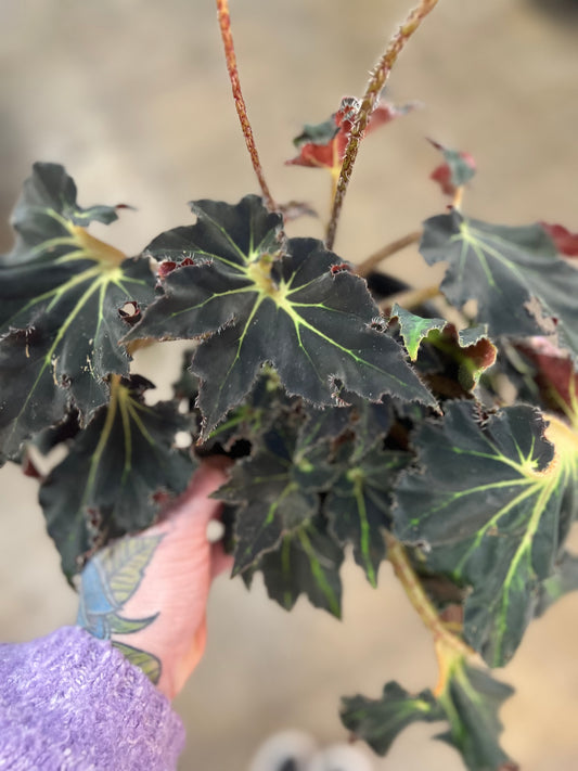 Bégonia Foliage Black Fancy