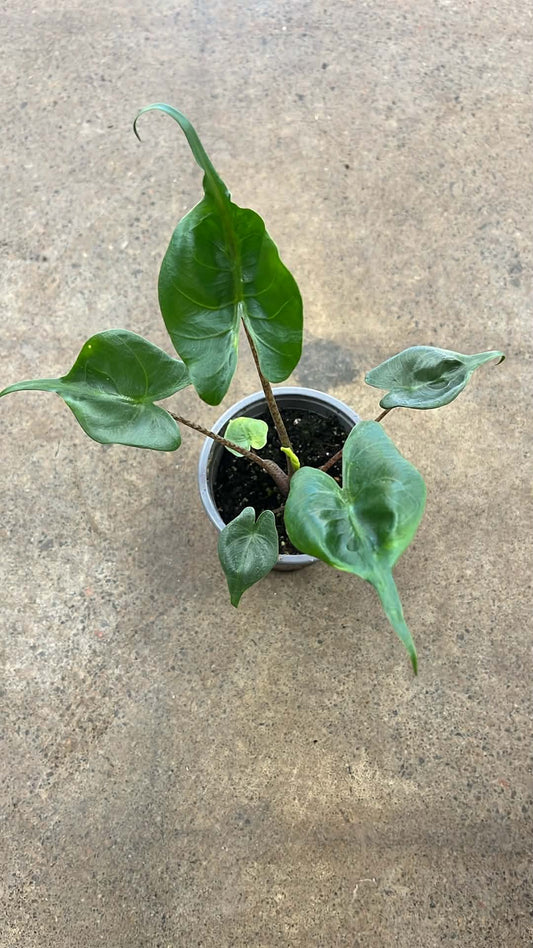 Alocasia Stingray