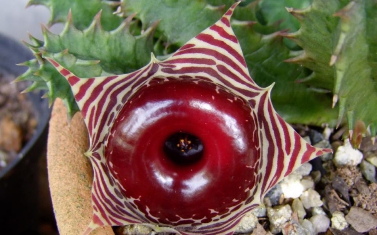 Huernia Zebrina