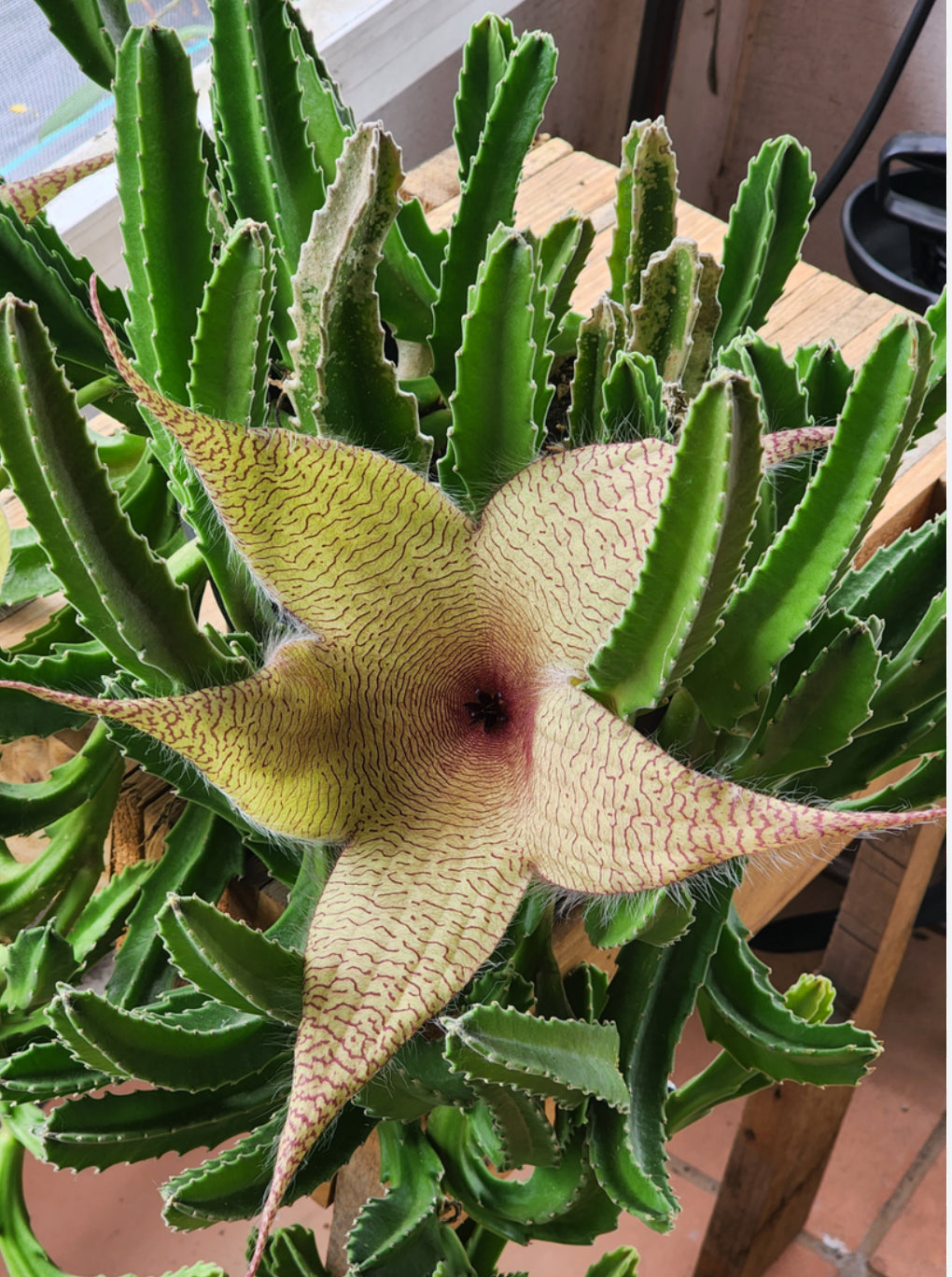 Stapelia Gigantea