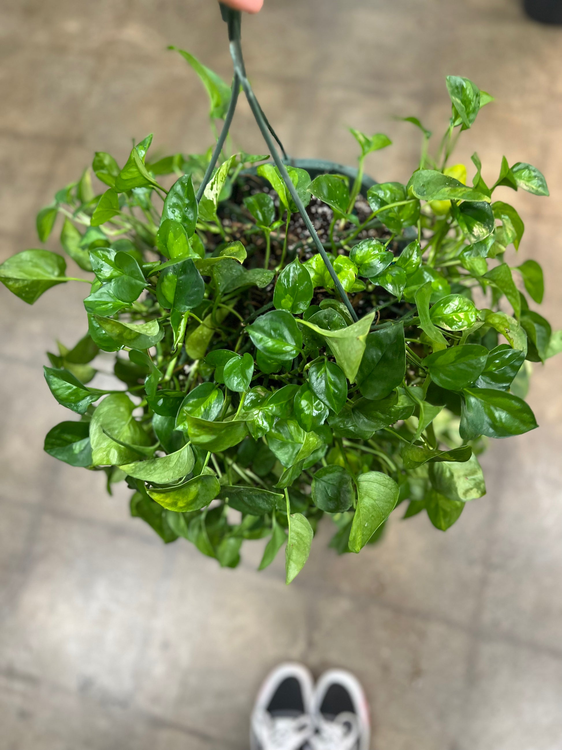 Pothos Camouflage – jungleroseinc