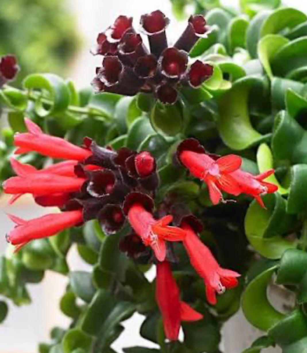 Aeschynanthus Twister