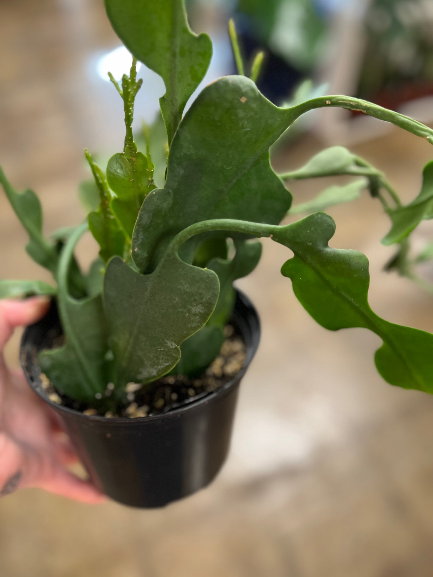 Cactus Epiphyllum