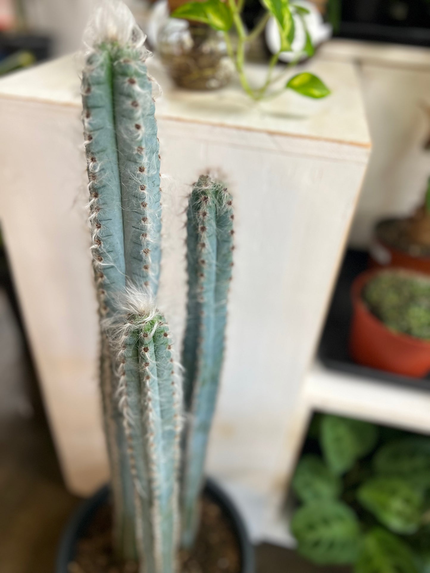 Cereus