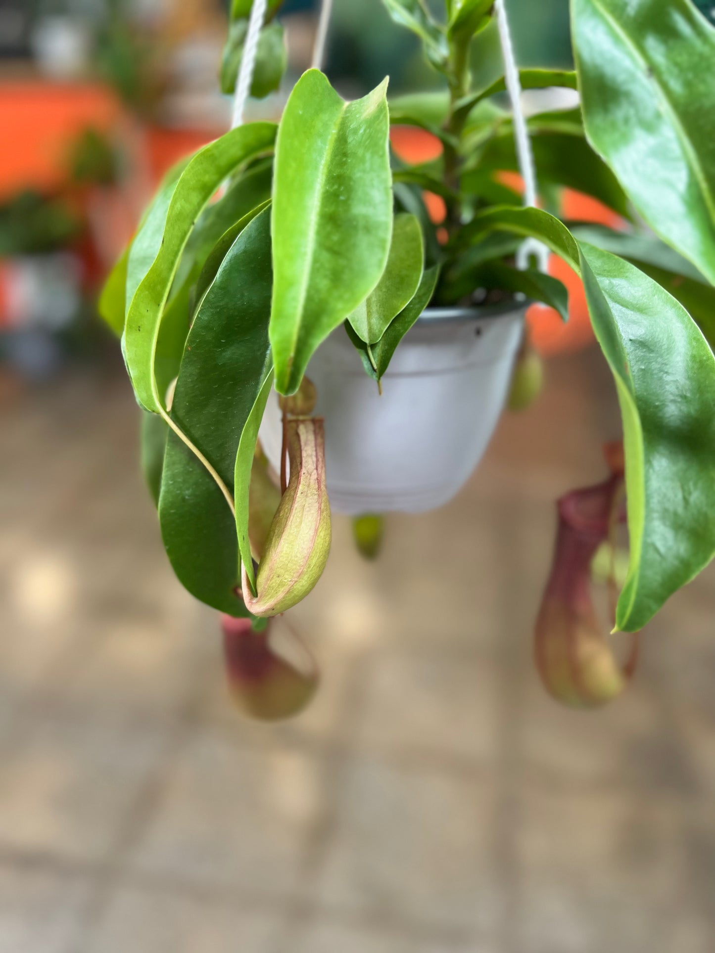 Nepenthes Alata