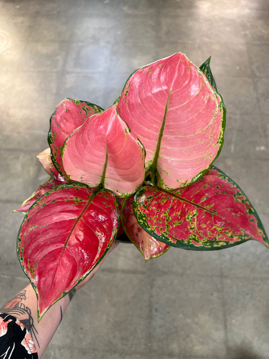 Aglaonema Ruby Ray