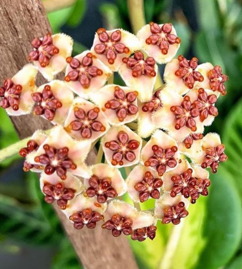 Hoya Kerrii Flame Variegated