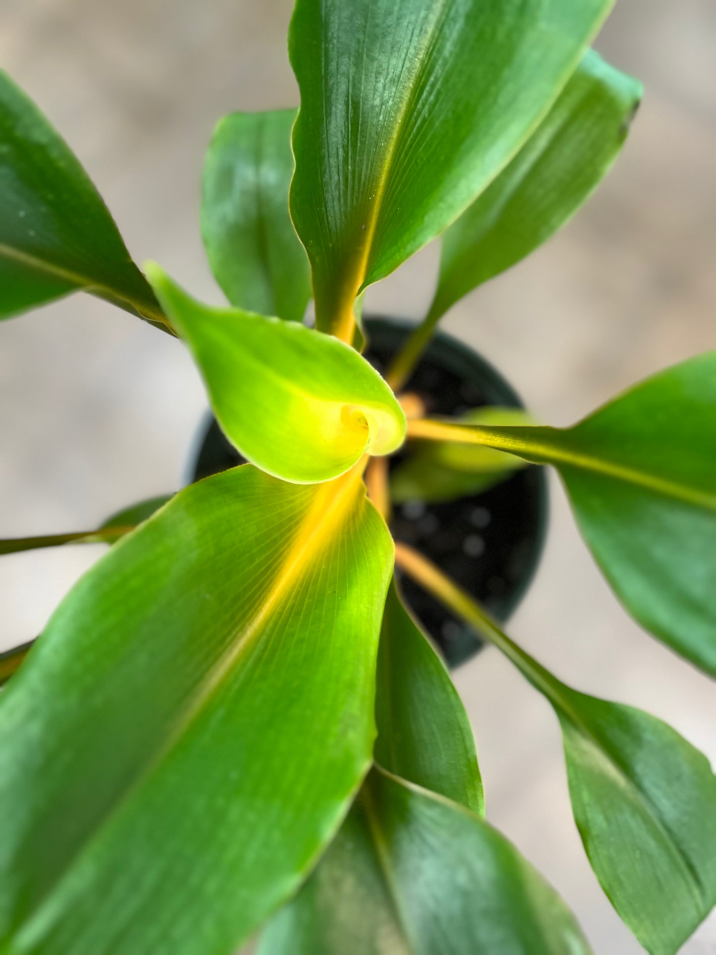 Chlorophytum Mandarin Orange