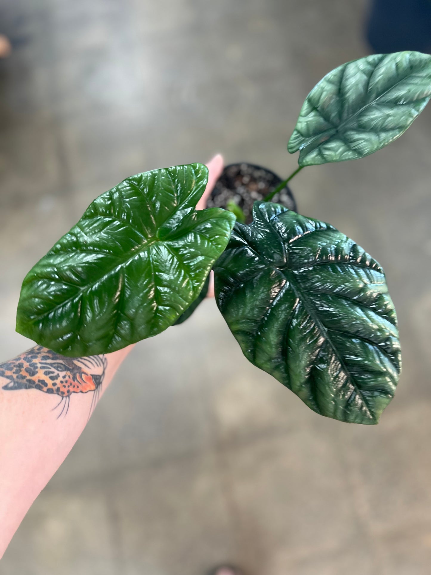 Alocasia Rumpelstiltskin