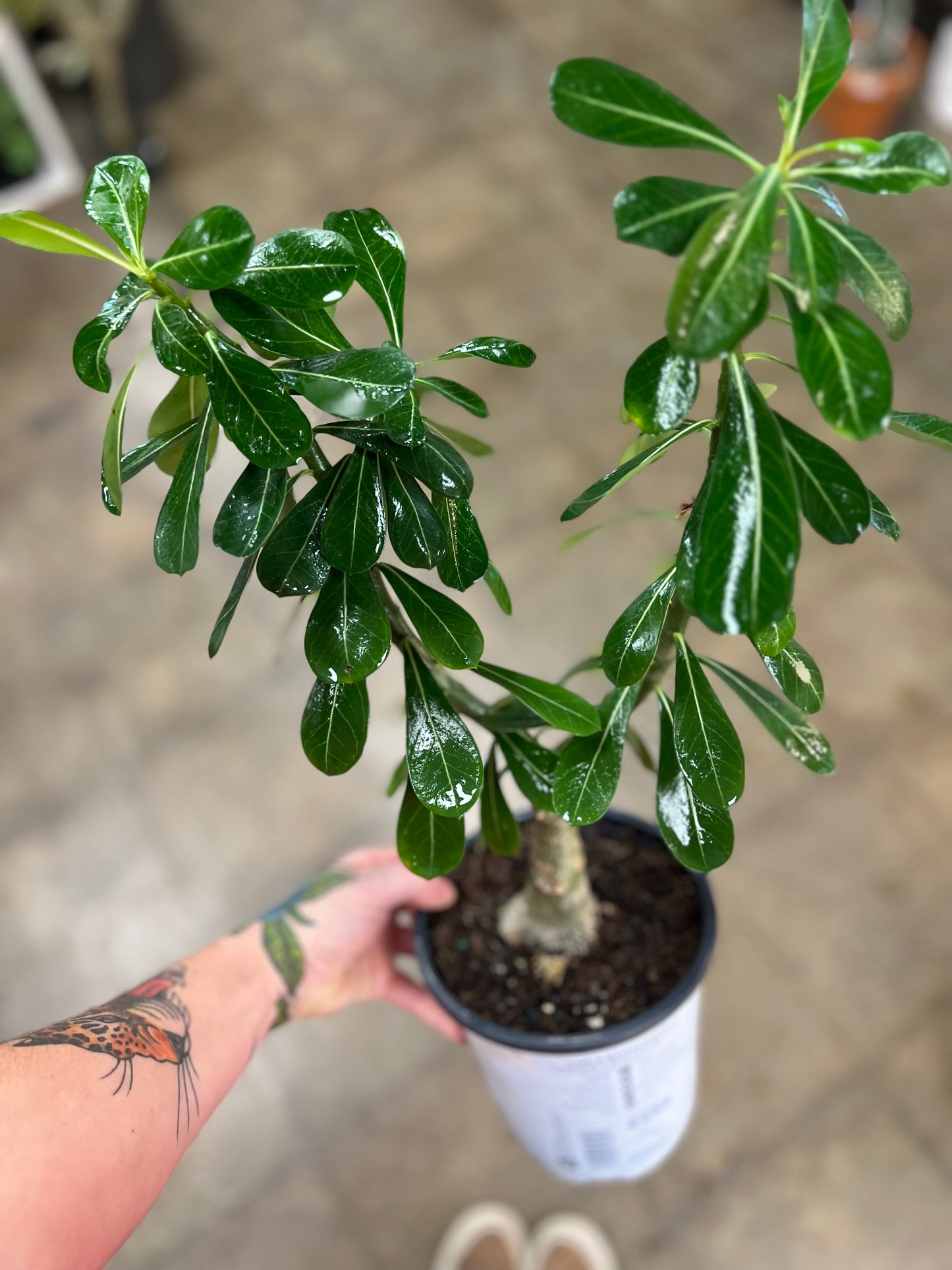 Adenium Obesum Rose du Désert