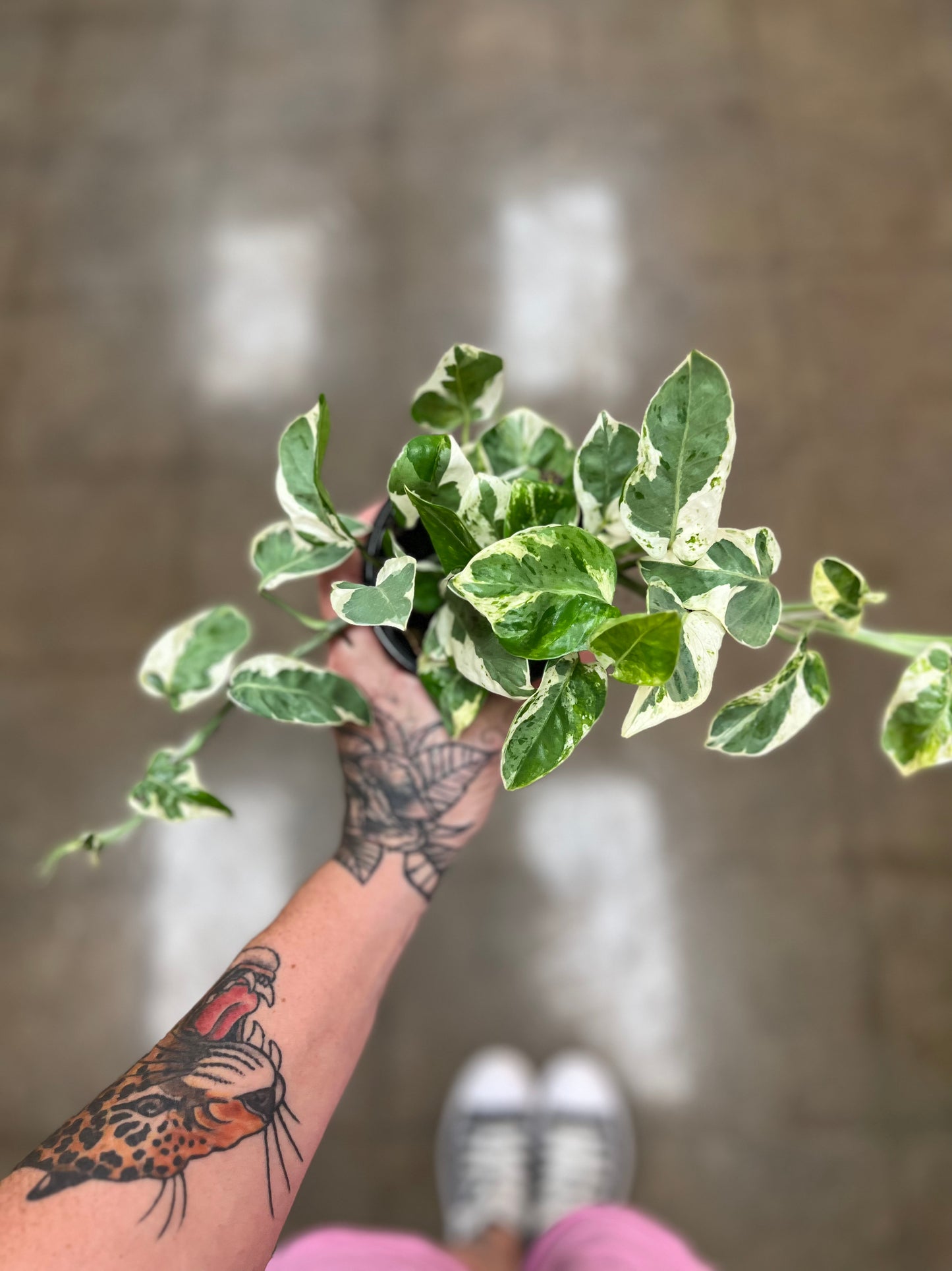 Pothos Pearl and Jade