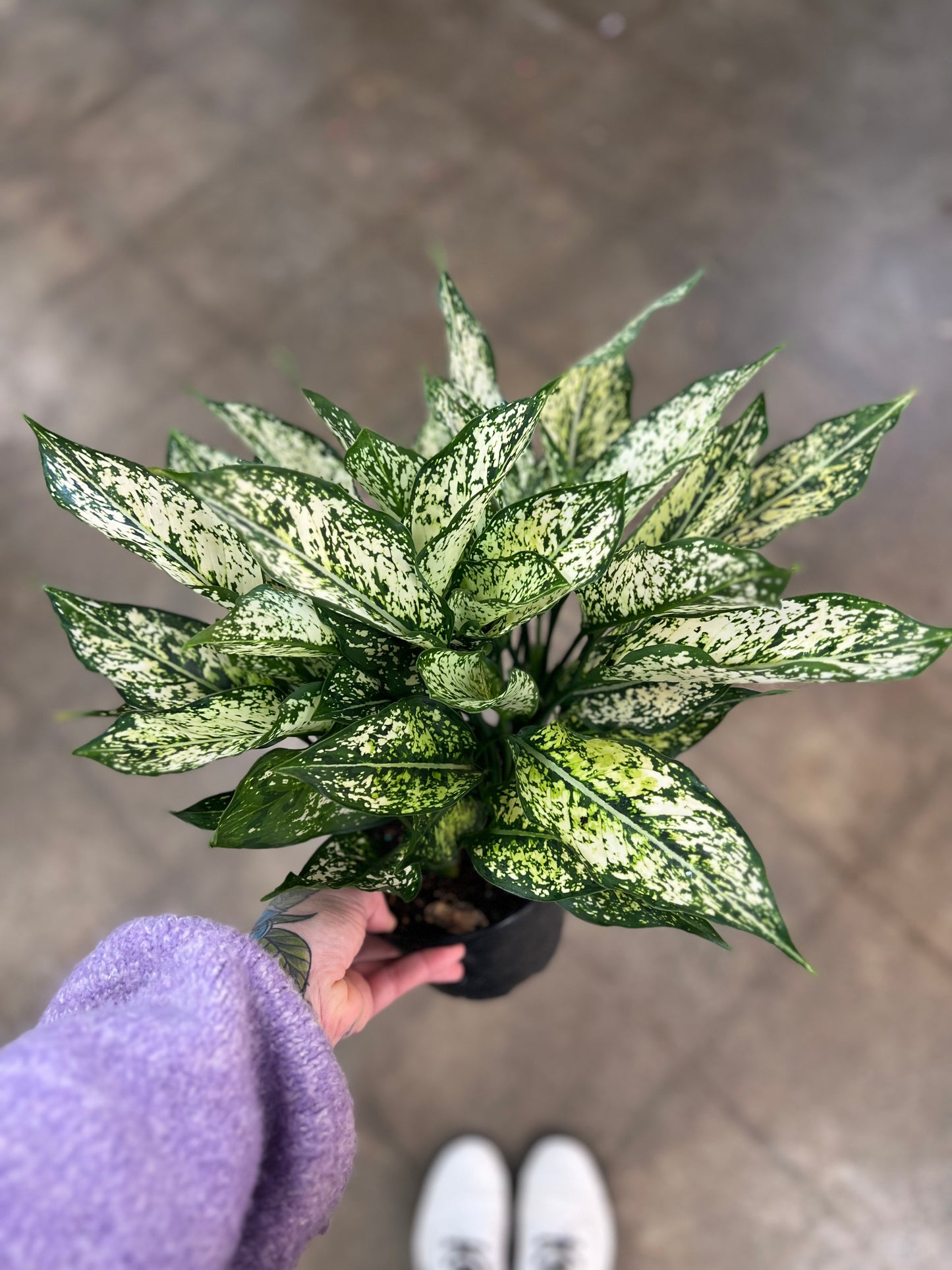 Aglaonema Spring Snow