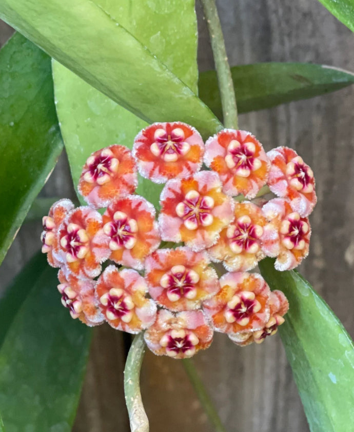 Hoya Meliflua