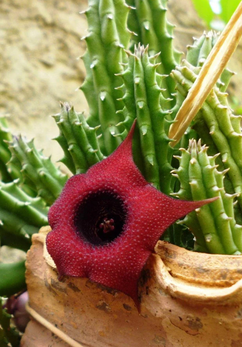 Huernia Schneideriana