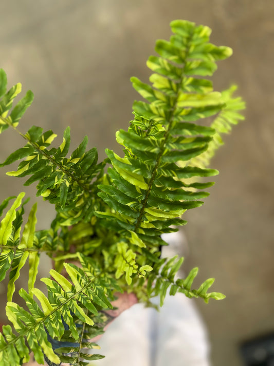 Fern Tiger