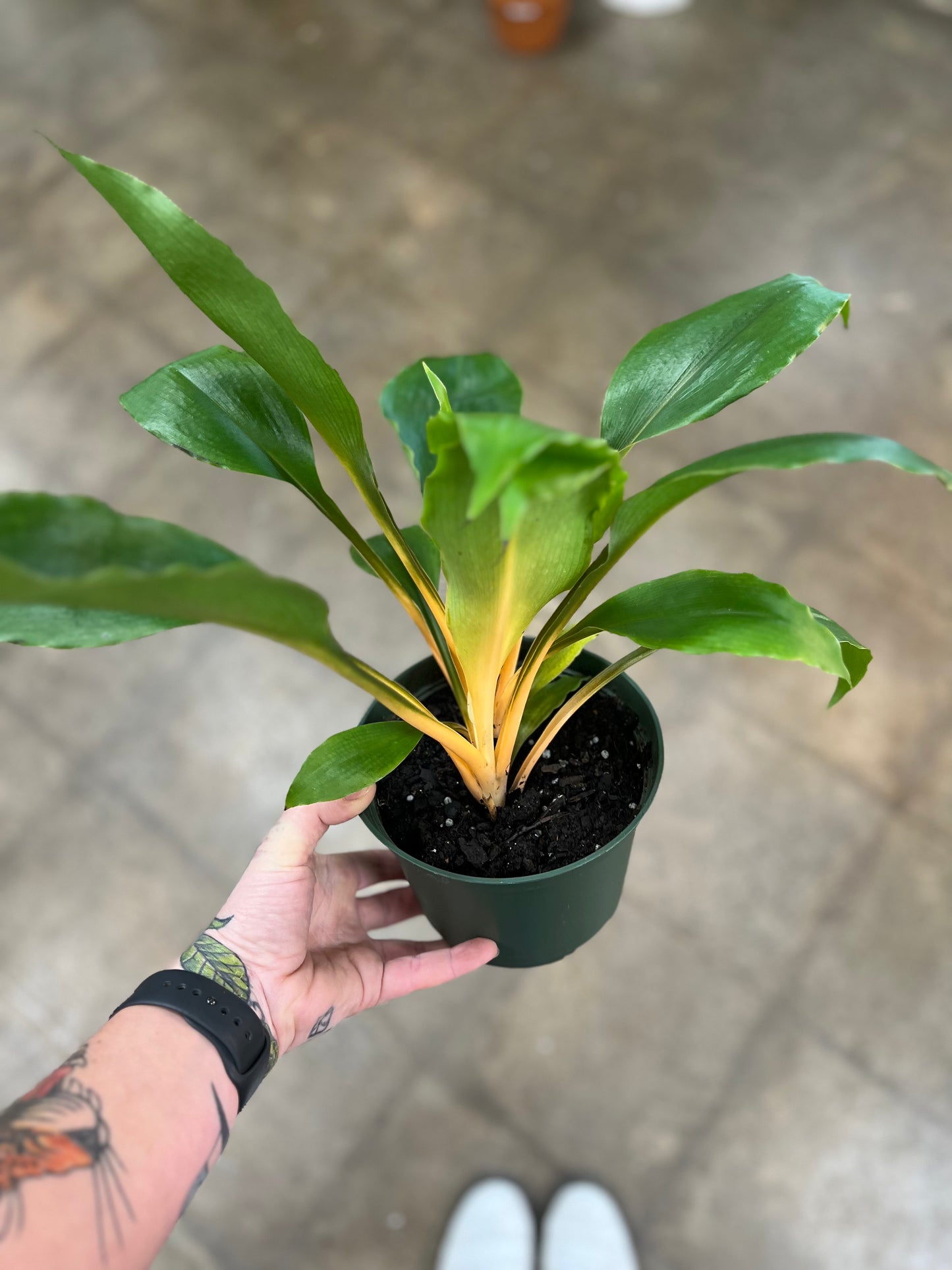 Chlorophytum Mandarin Orange