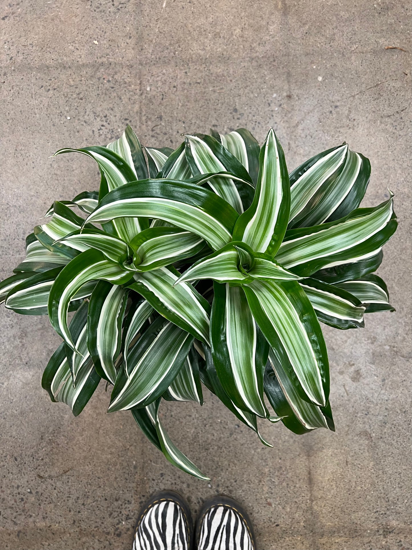 Dracaena Jade Jewel