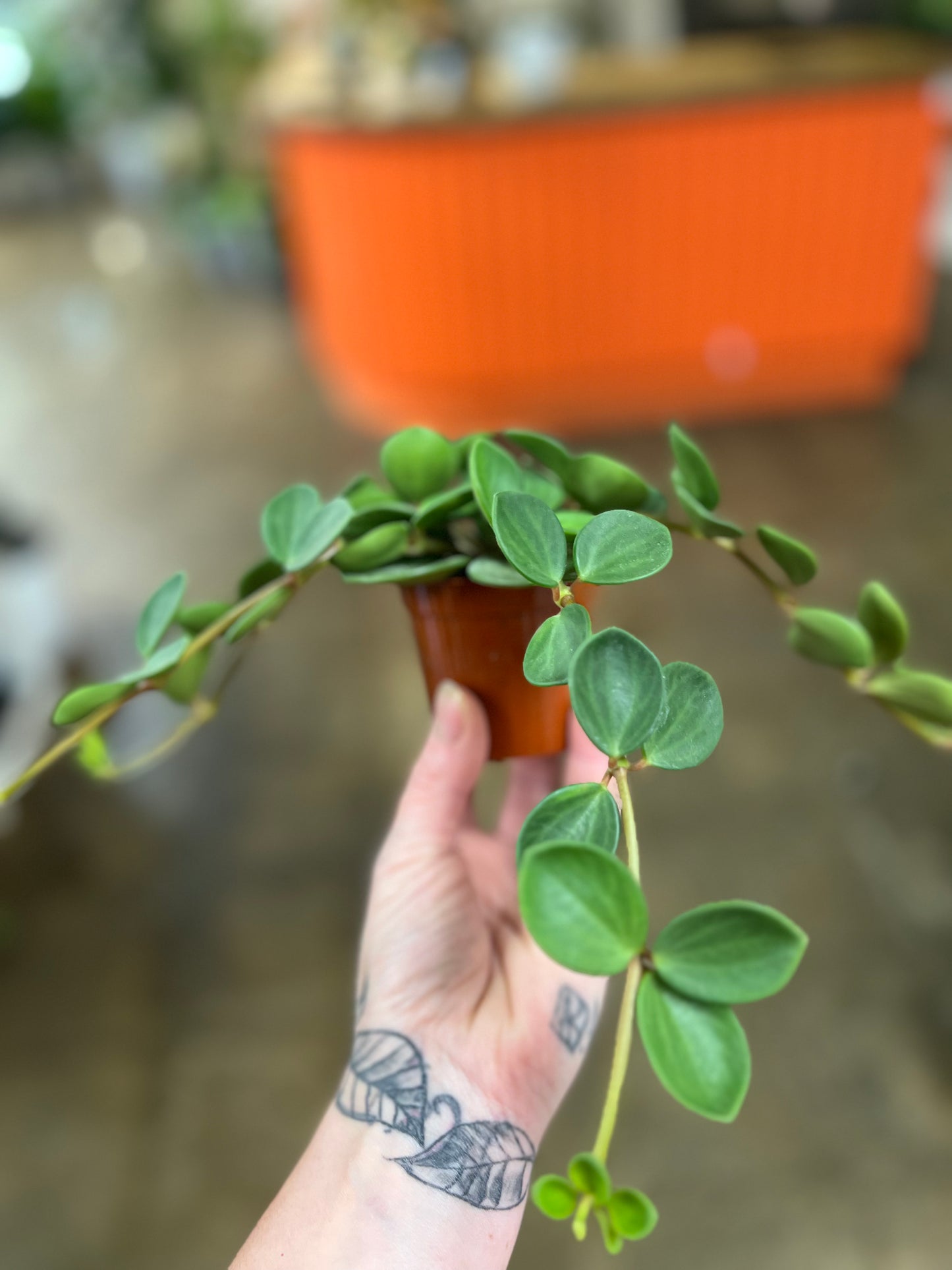 Peperomia hope