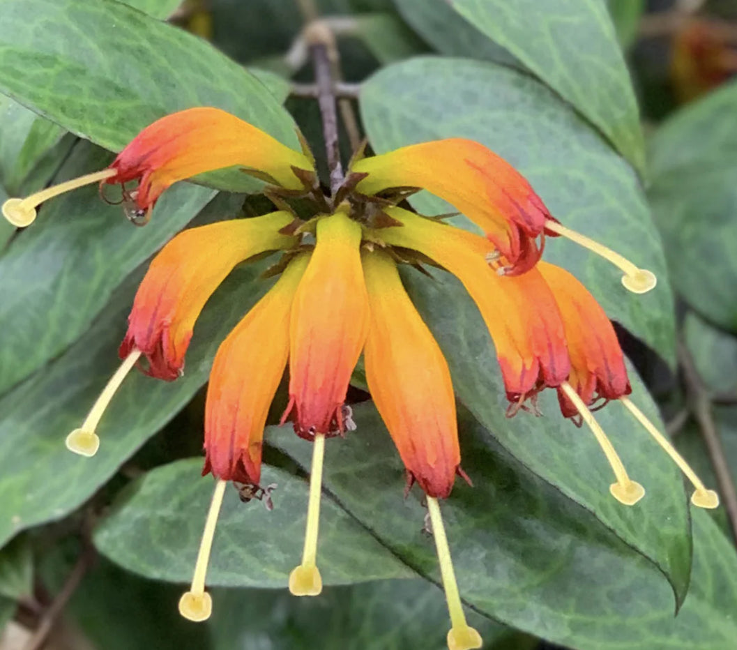 Aeschynanthus Black Pagoda