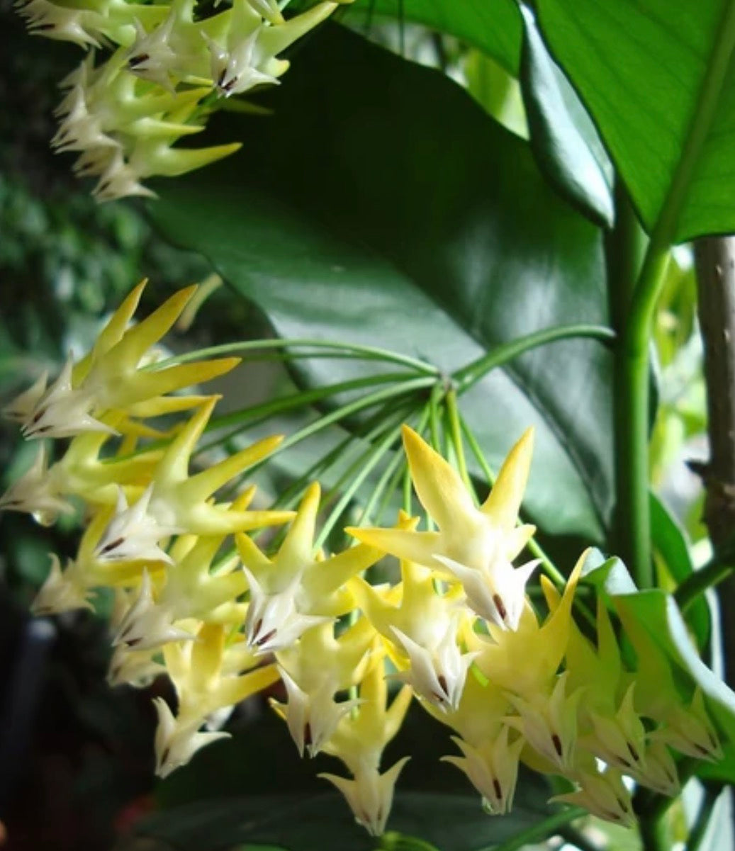 Hoya Multiflora