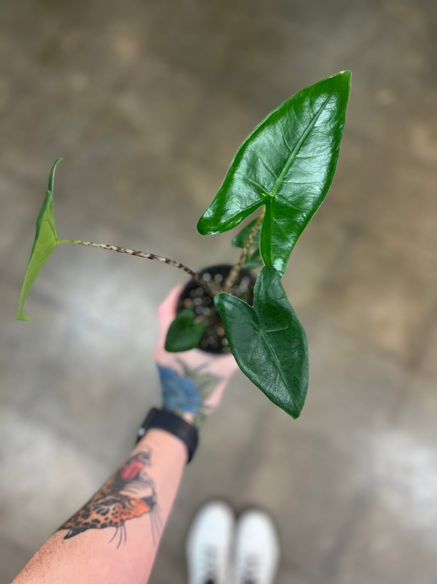 Alocasia Zebrina