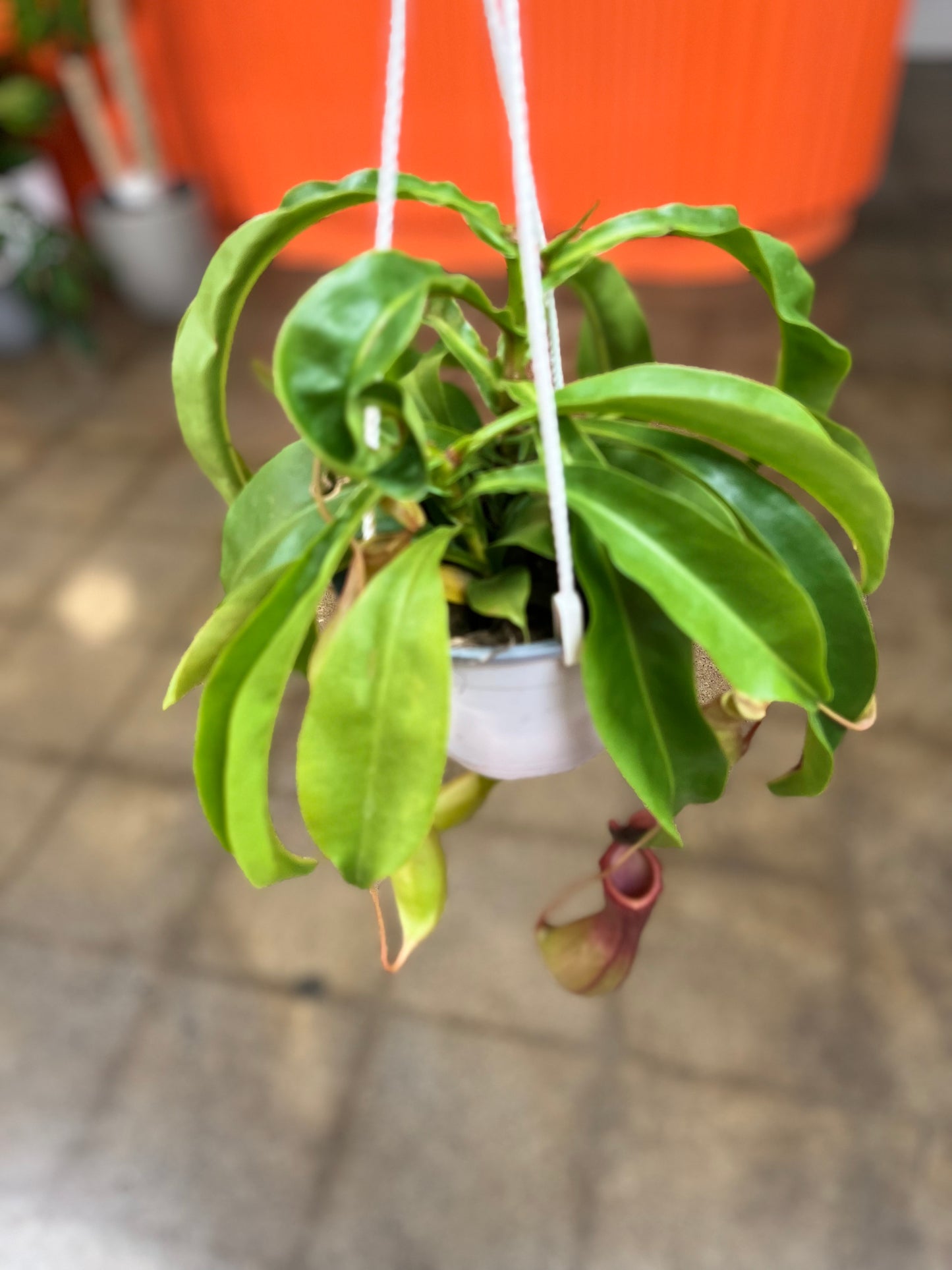 Nepenthes Alata