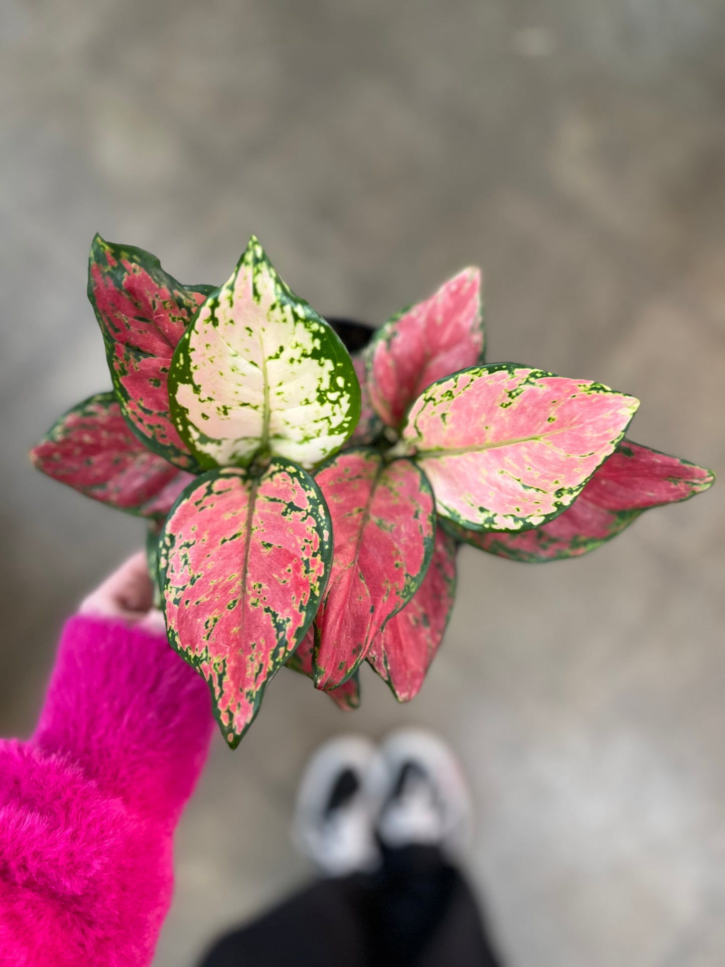 Aglaonema Very Red