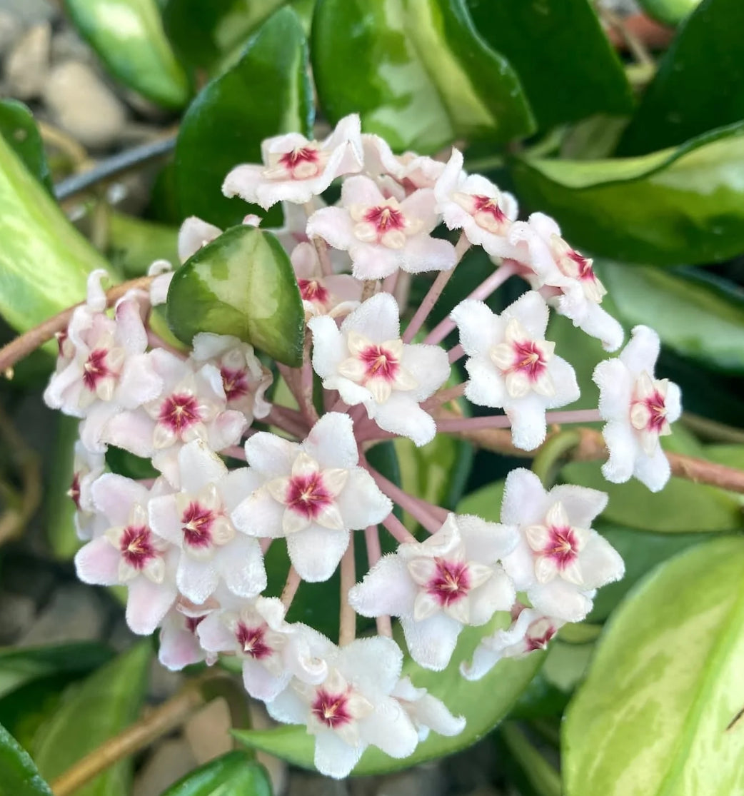 Hoya Carnosa Tricolor