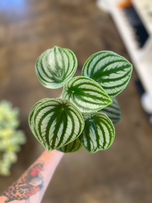 Peperomia Melon d'eau